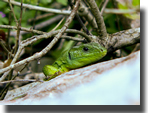 Lacerta viridis